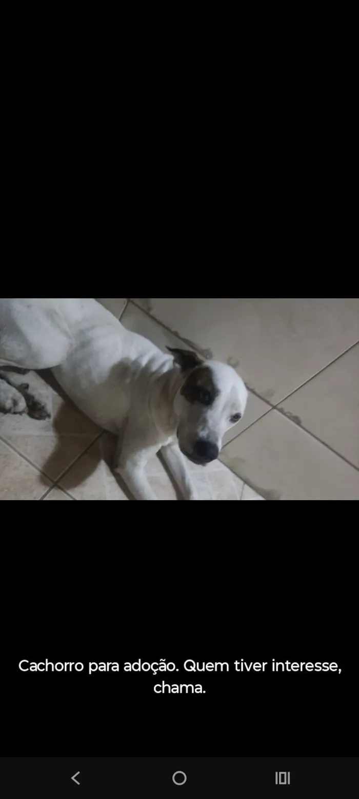 Cachorro raça SRD-ViraLata idade 1 ano nome Marley