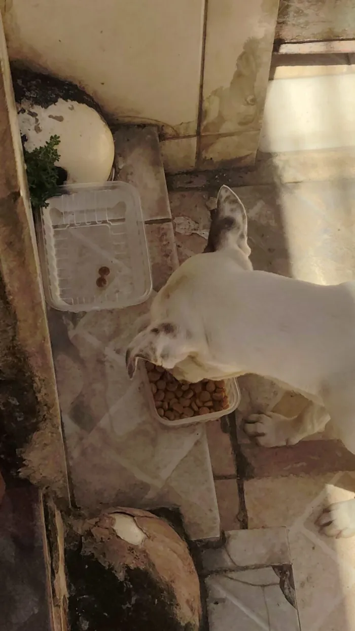 Cachorro raça SRD-ViraLata idade 1 ano nome Marley