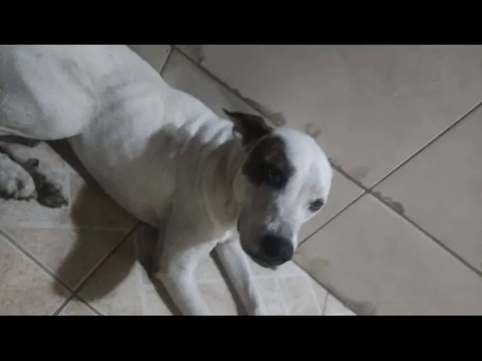 Cachorro raça SRD-ViraLata idade 1 ano nome Marley