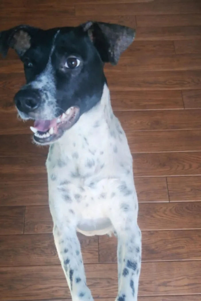 Cachorro raça SRD-ViraLata idade 7 a 11 meses nome FLOQUINHO