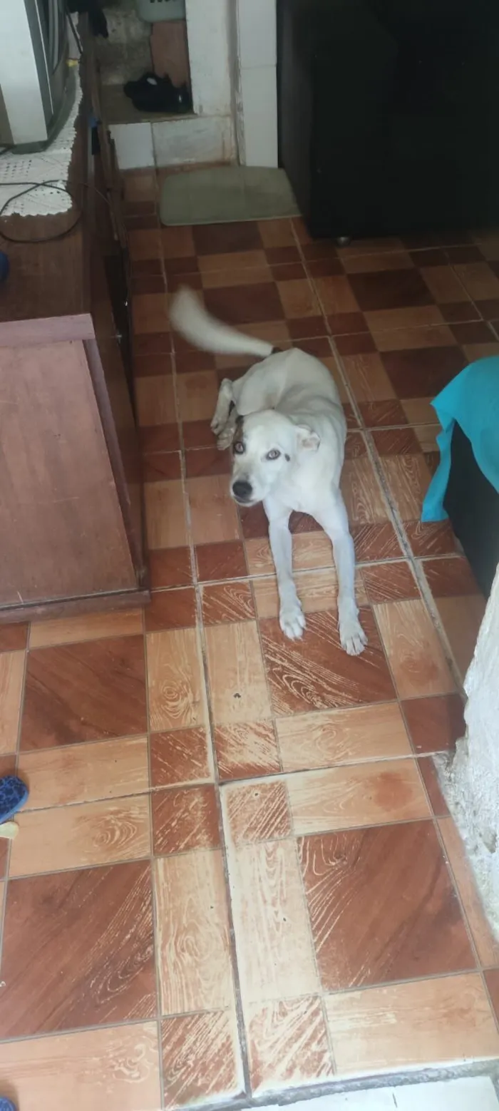 Cachorro raça SRD-ViraLata idade 1 ano nome Marley