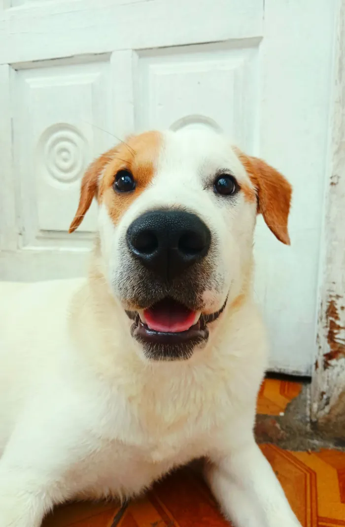 Cachorro raça Labrador idade 7 a 11 meses nome Theo