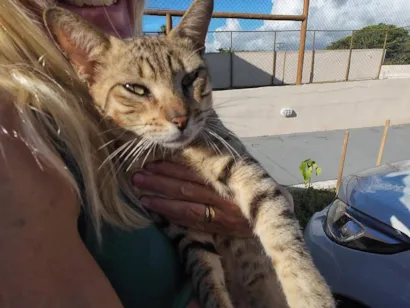 Gato raça SRD-ViraLata idade 2 a 6 meses nome Gatinho abandonado, 6 meses, super dócil, FIV-FeLV negativo