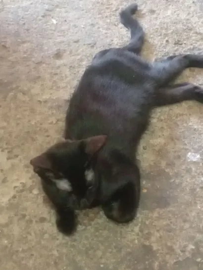 Gato raça SRD-ViraLata idade 7 a 11 meses nome Pretinho