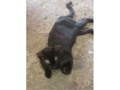 Gato raça SRD-ViraLata idade 7 a 11 meses nome Pretinho