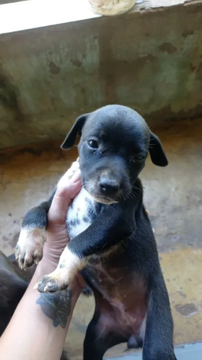 Cachorro raça Pit-Bull idade 2 a 6 meses nome Todos eles 