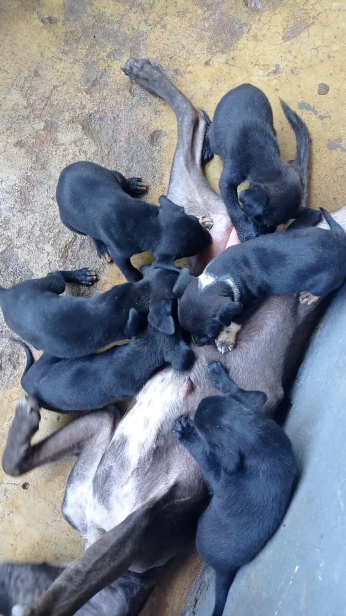 Cachorro raça Pit-Bull idade 2 a 6 meses nome Todos eles 