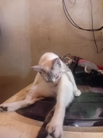 Gato raça SRD-ViraLata idade 2 anos nome Branquinha 