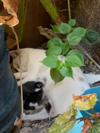 Gato raça SRD-ViraLata idade 7 a 11 meses nome Ronaldo Carvalho