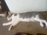 Gato raça SRD-ViraLata idade 7 a 11 meses nome Divo 