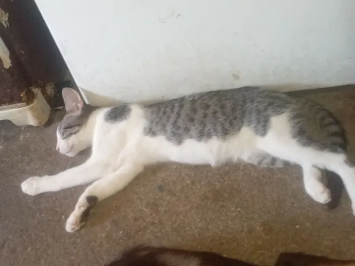 Gato raça SRD-ViraLata idade 7 a 11 meses nome Divo 