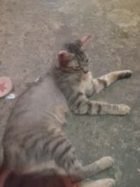 Gato raça SRD-ViraLata idade 2 anos nome Marrie
