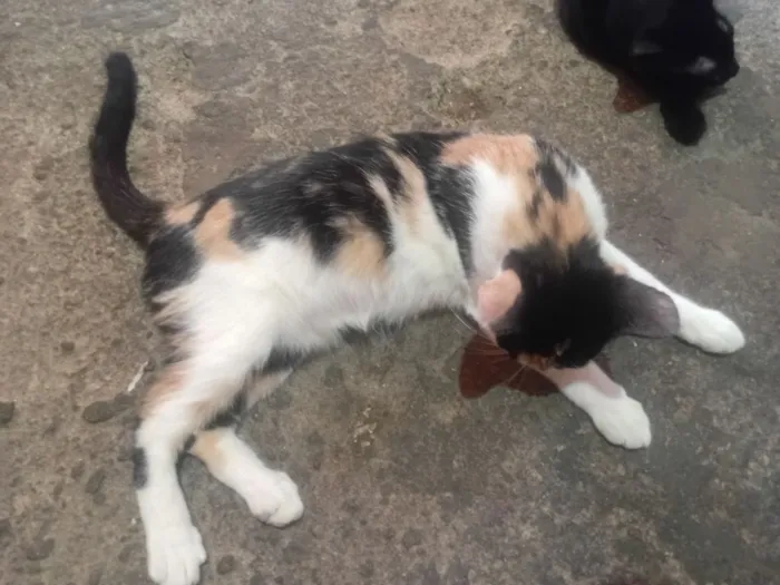 Gato raça SRD-ViraLata idade 7 a 11 meses nome Diva