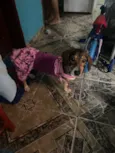 Cachorro raça SRD-ViraLata idade 2 anos nome Lady 