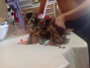 Gato raça SRD-ViraLata idade 2 a 6 meses nome Chico, Bento, duck, mano 