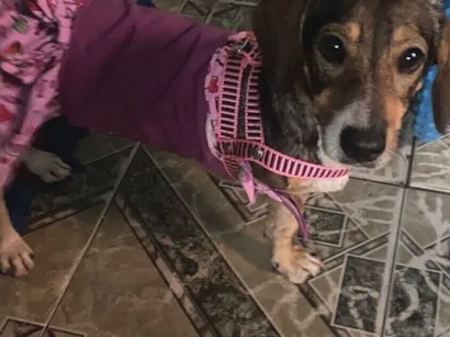 Cachorro raça SRD-ViraLata idade 2 anos nome Lady 