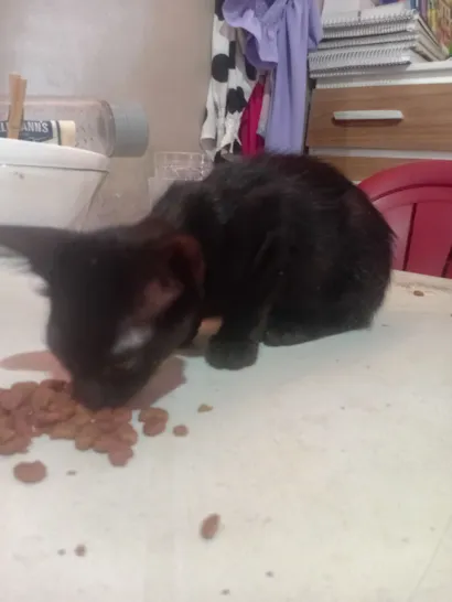 Gato raça SRD-ViraLata idade 2 a 6 meses nome Max 