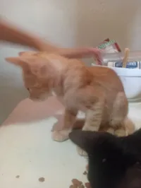 Gato raça SRD-ViraLata idade 2 a 6 meses nome Gold 