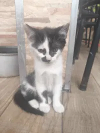 Gato raça SRD-ViraLata idade 2 a 6 meses nome Pandinha