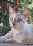 Gato raça SRD-ViraLata idade 2 anos nome Atende por Luna