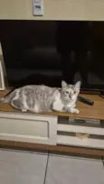 Gato raça SRD-ViraLata idade 2 anos nome Atende por Luna