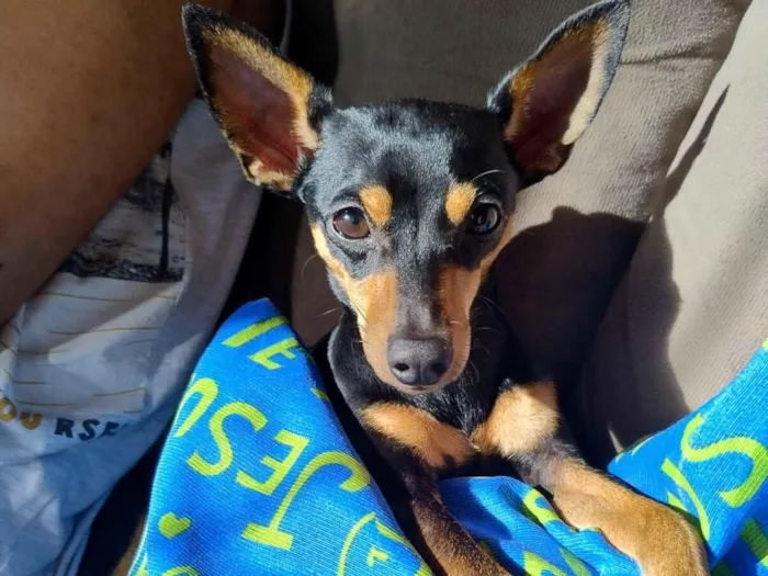 Cachorro raça Pinscher idade 1 ano nome Nico