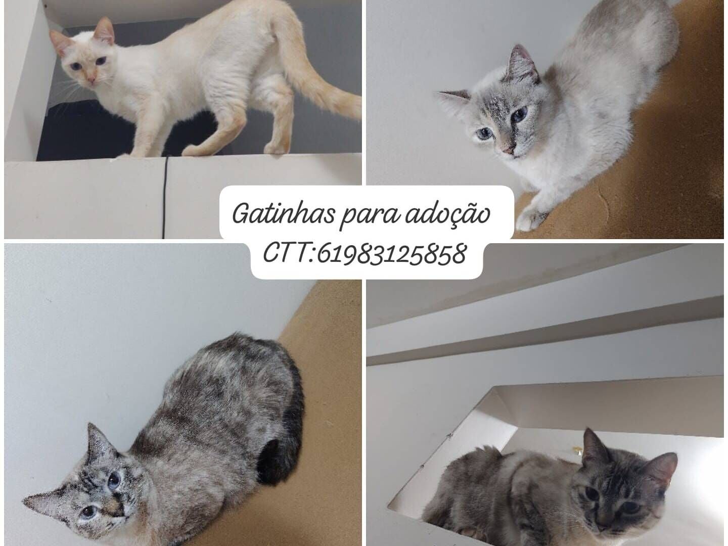 Gato raça SRD-ViraLata idade 4 anos nome Chanin 
