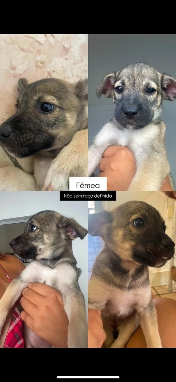 Cachorro raça SRD-ViraLata idade Abaixo de 2 meses nome Não tem nome definido 
