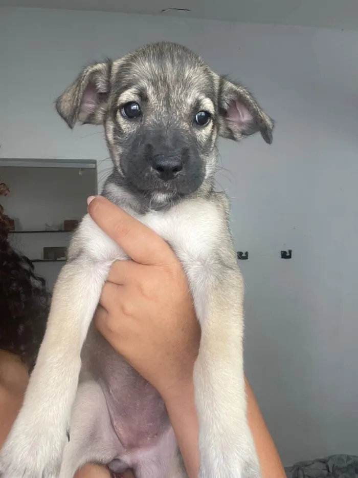 Cachorro raça SRD-ViraLata idade Abaixo de 2 meses nome Não tem nome definido 
