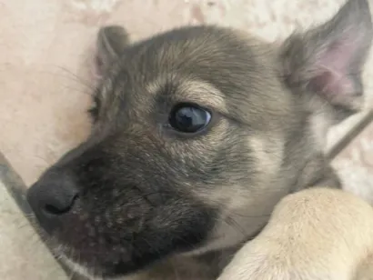 Cachorro raça SRD-ViraLata idade Abaixo de 2 meses nome Não tem nome definido 