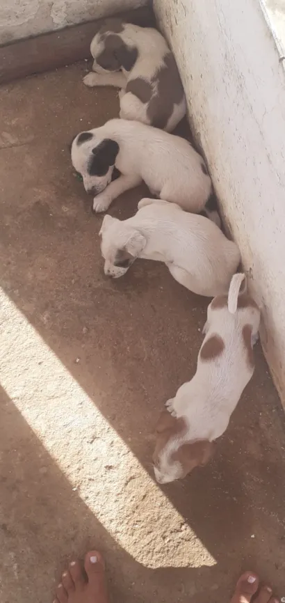 Cachorro raça SRD-ViraLata idade Abaixo de 2 meses nome 4 pets