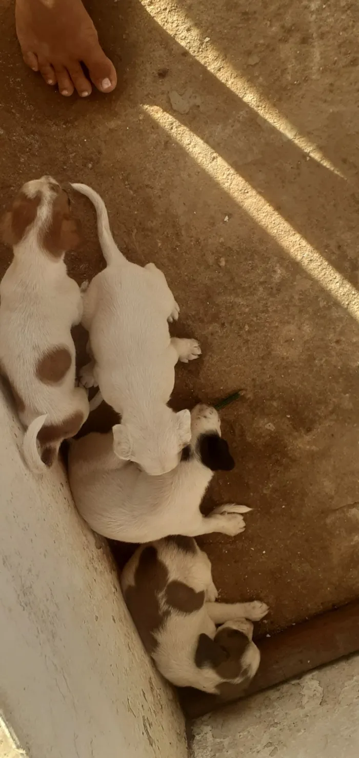 Cachorro raça SRD-ViraLata idade Abaixo de 2 meses nome 4 pets