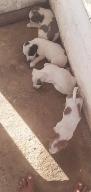 Cachorro raça SRD-ViraLata idade Abaixo de 2 meses nome 4 pets