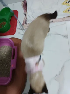 Gato raça Siamês idade 6 ou mais anos nome Teteca