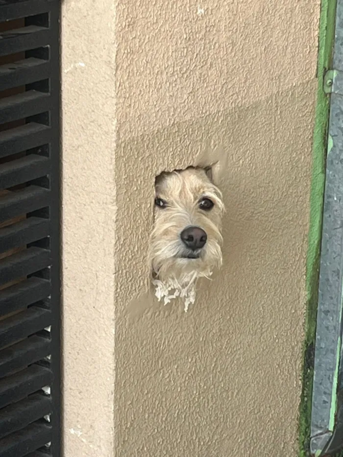 Cachorro raça SRD-ViraLata idade 2 anos nome Bob