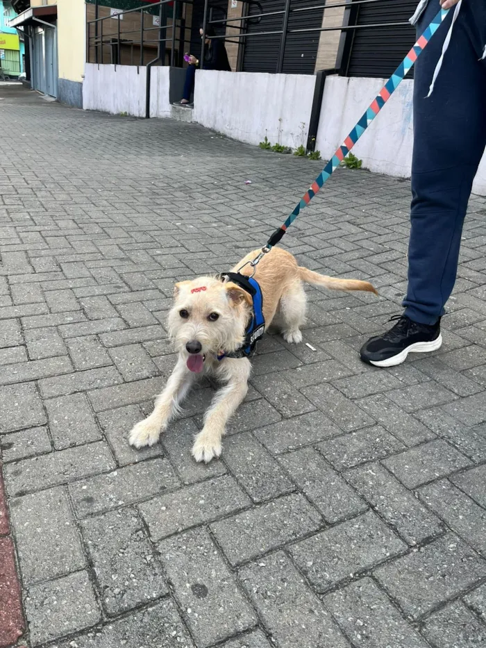 Cachorro raça SRD-ViraLata idade 2 anos nome Bob