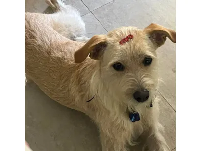 Cachorro raça SRD-ViraLata idade 2 anos nome Bob