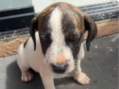 Cachorro raça SRD-ViraLata idade Abaixo de 2 meses nome sem nome 