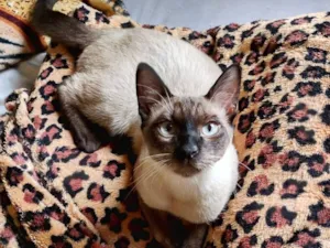 Gato raça Siamês idade 2 a 6 meses nome Sem nome 