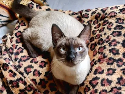Gato raça Siamês idade 2 a 6 meses nome Sem nome 