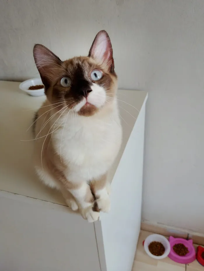 Gato raça SRD-ViraLata idade 2 a 6 meses nome Sem nome 