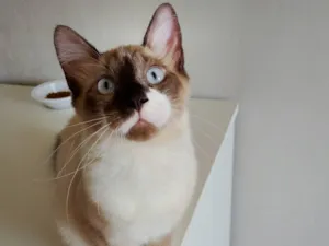 Gato raça SRD-ViraLata idade 2 a 6 meses nome Sem nome 