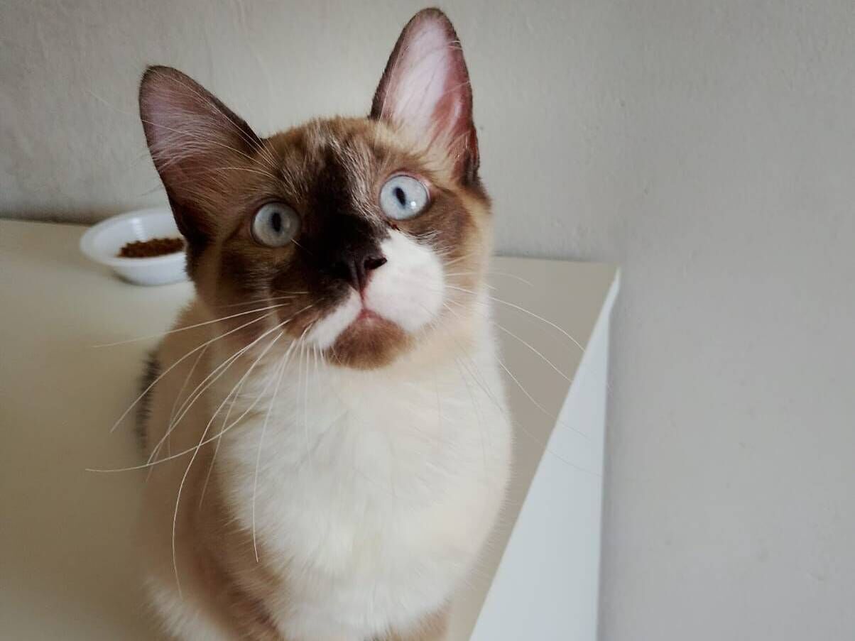 Gato raça SRD-ViraLata idade 2 a 6 meses nome Sem nome 