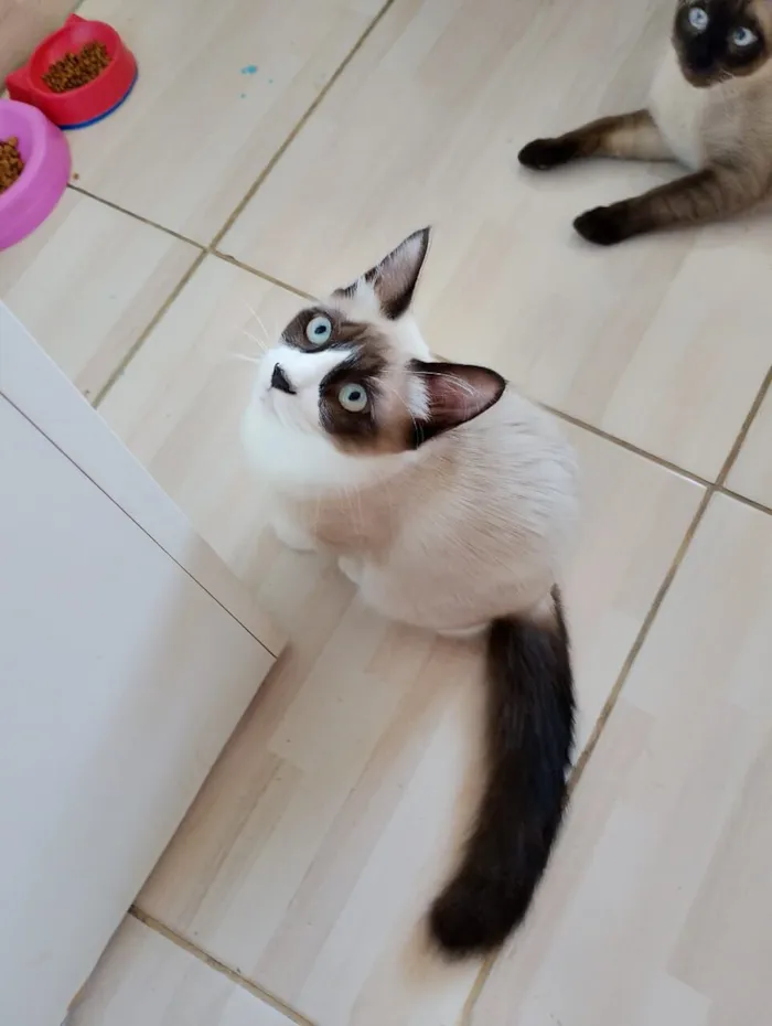 Gato raça SRD-ViraLata idade 2 a 6 meses nome Sem nome 