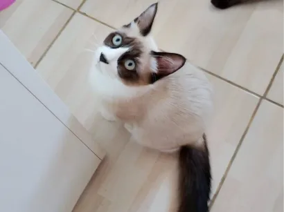 Gato raça SRD-ViraLata idade 2 a 6 meses nome Sem nome 