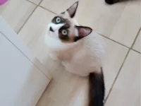 Gato raça SRD-ViraLata idade 2 a 6 meses nome Sem nome 