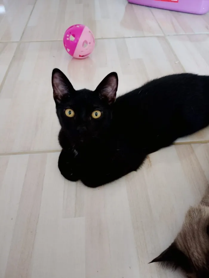 Gato raça SRD-ViraLata idade 2 a 6 meses nome Sem nome