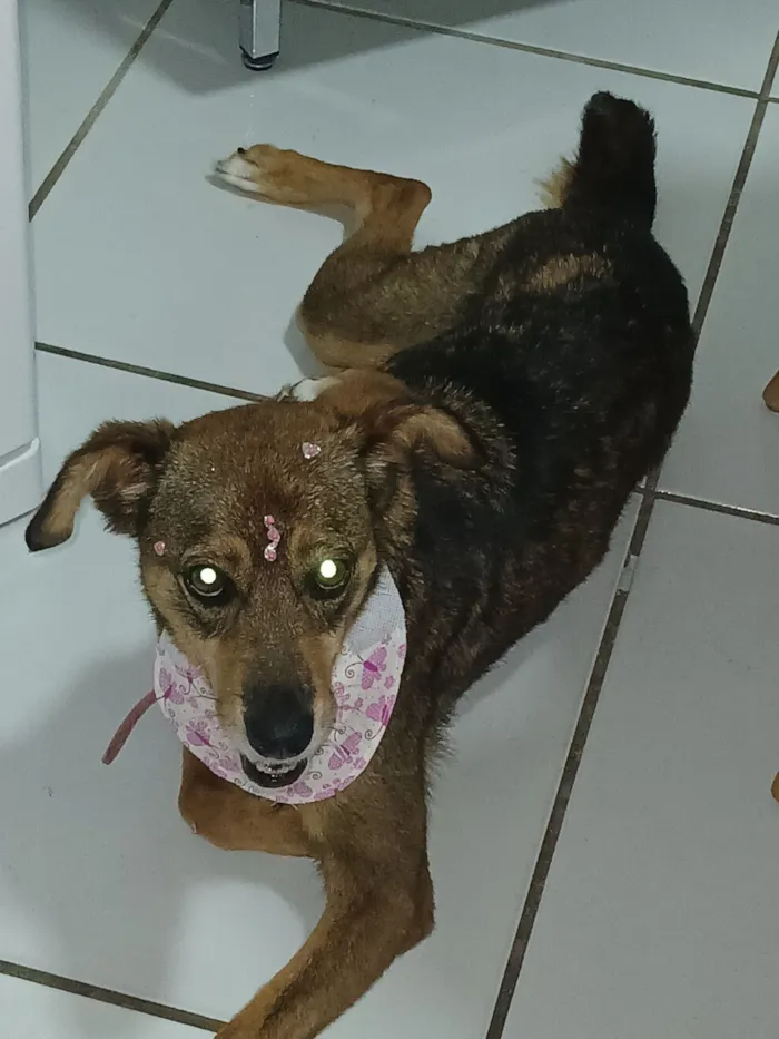 Cachorro raça SRD-ViraLata idade 6 ou mais anos nome Pandora