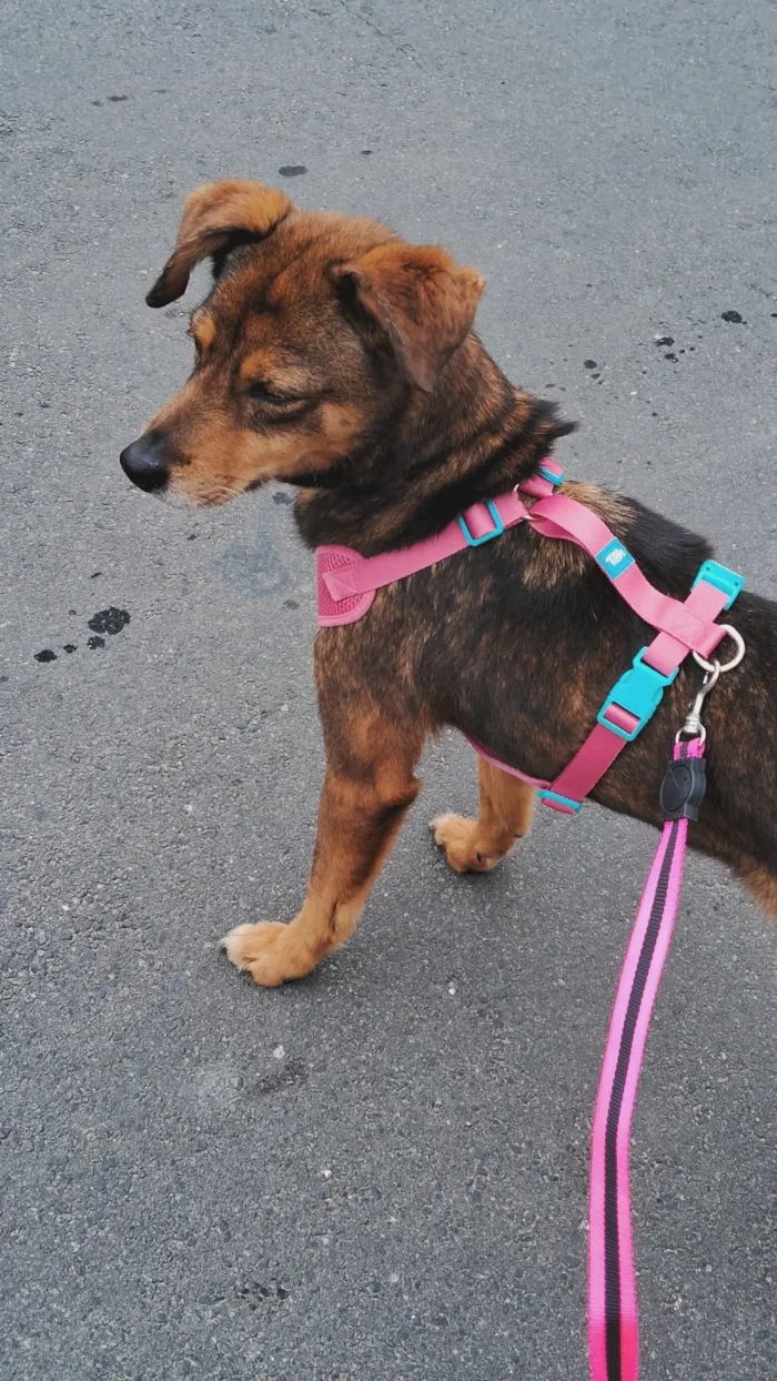 Cachorro raça SRD-ViraLata idade 6 ou mais anos nome Pandora