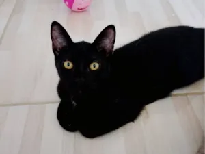 Gato raça SRD-ViraLata idade 2 a 6 meses nome Sem nome